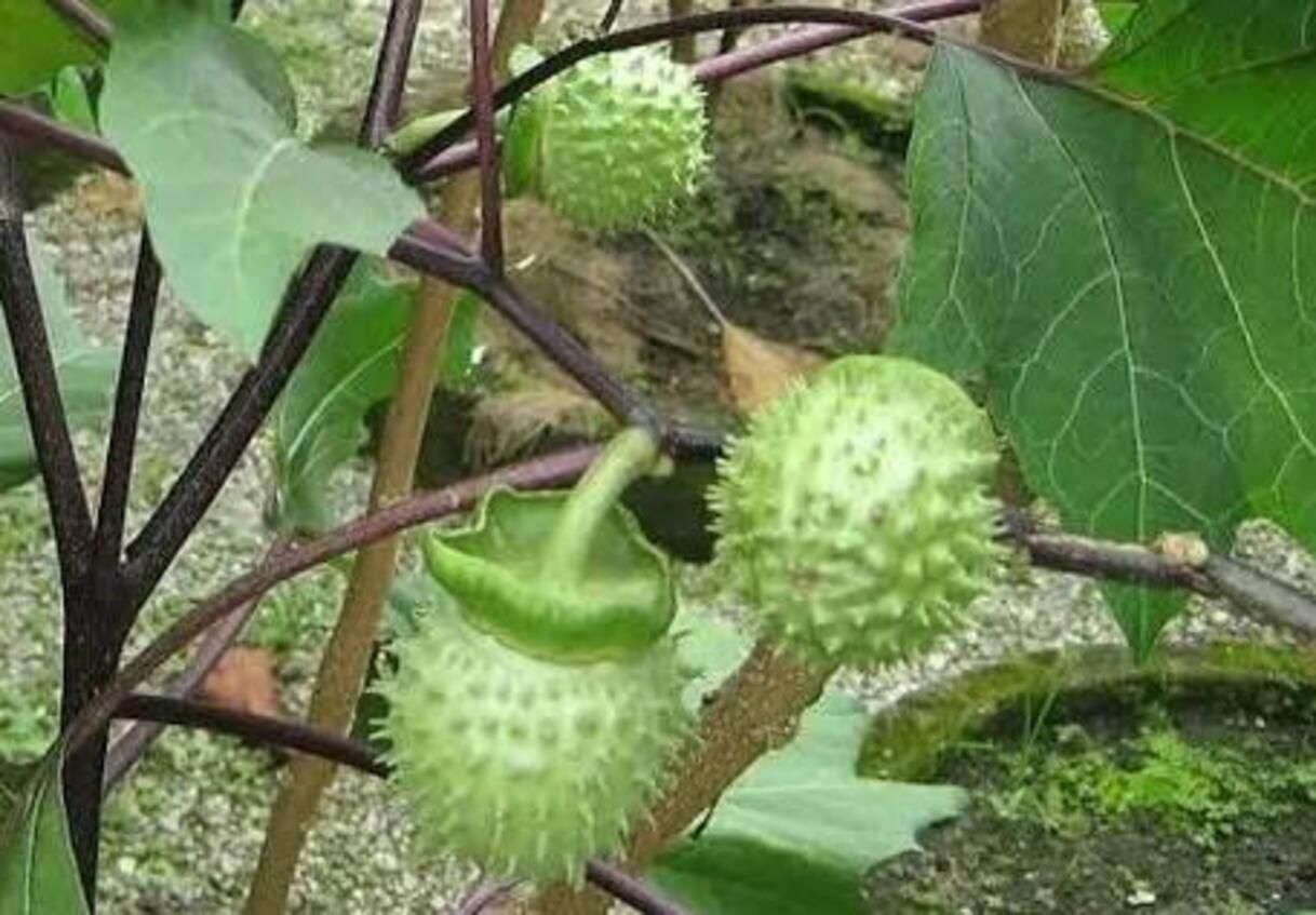 Buah Kecubung