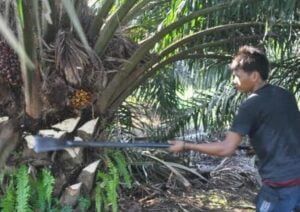 Panen Sawit CPO