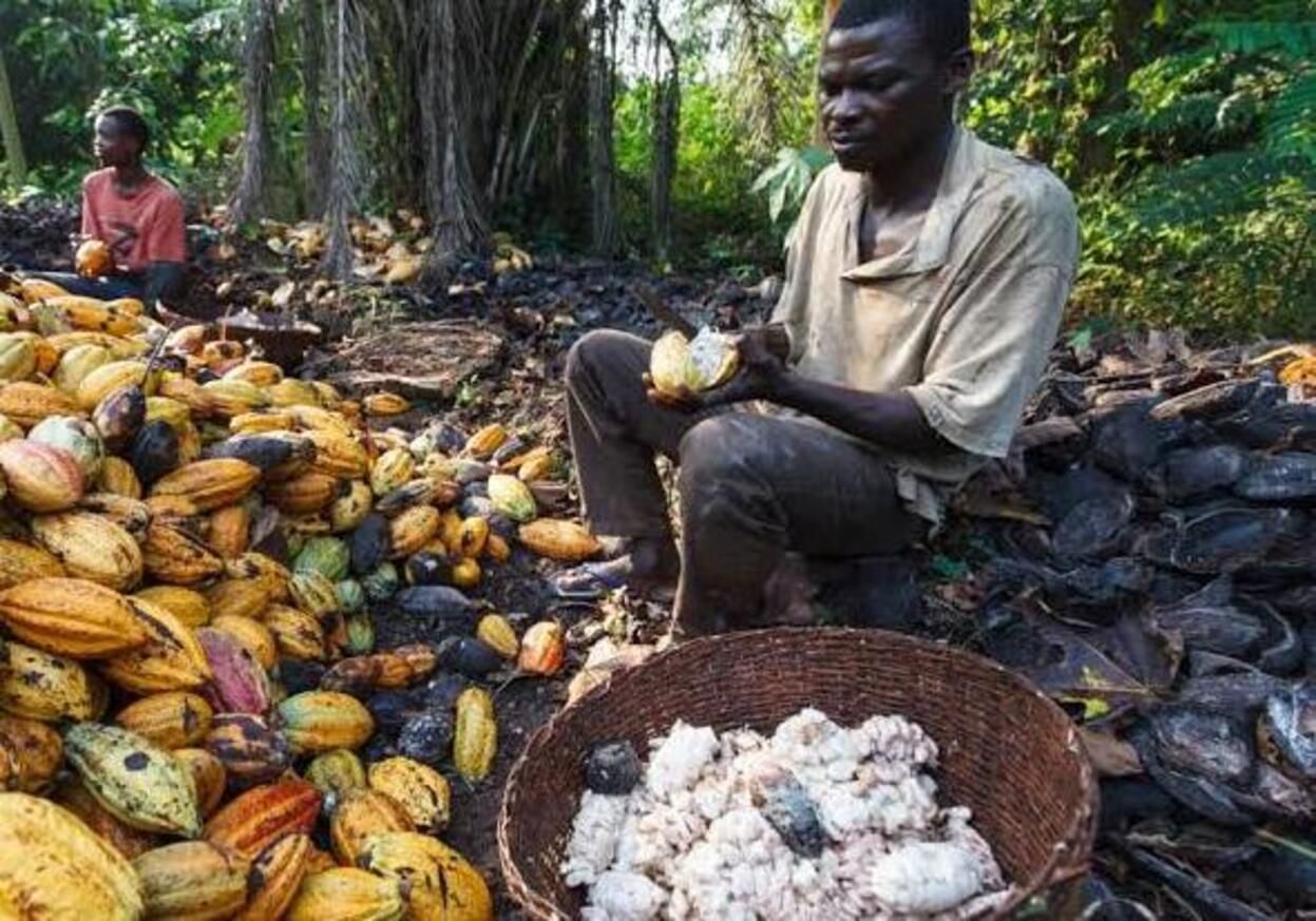 Petani Kakao Ghana