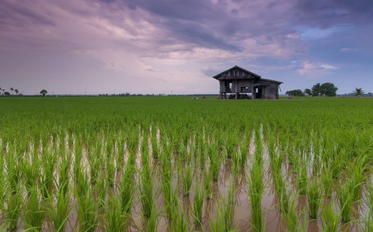 Sawah
