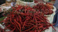 Harga Cabai