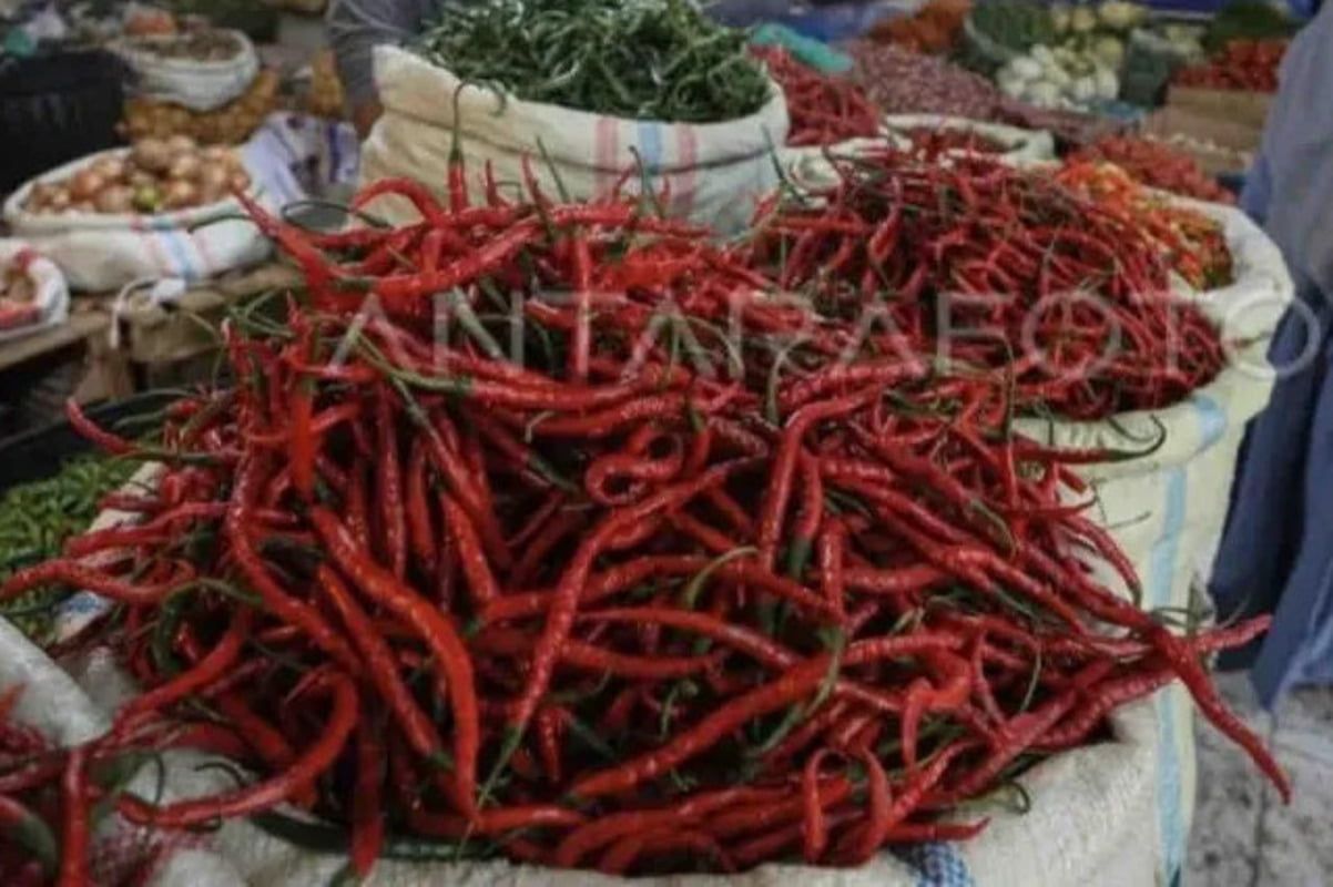 Harga Cabai