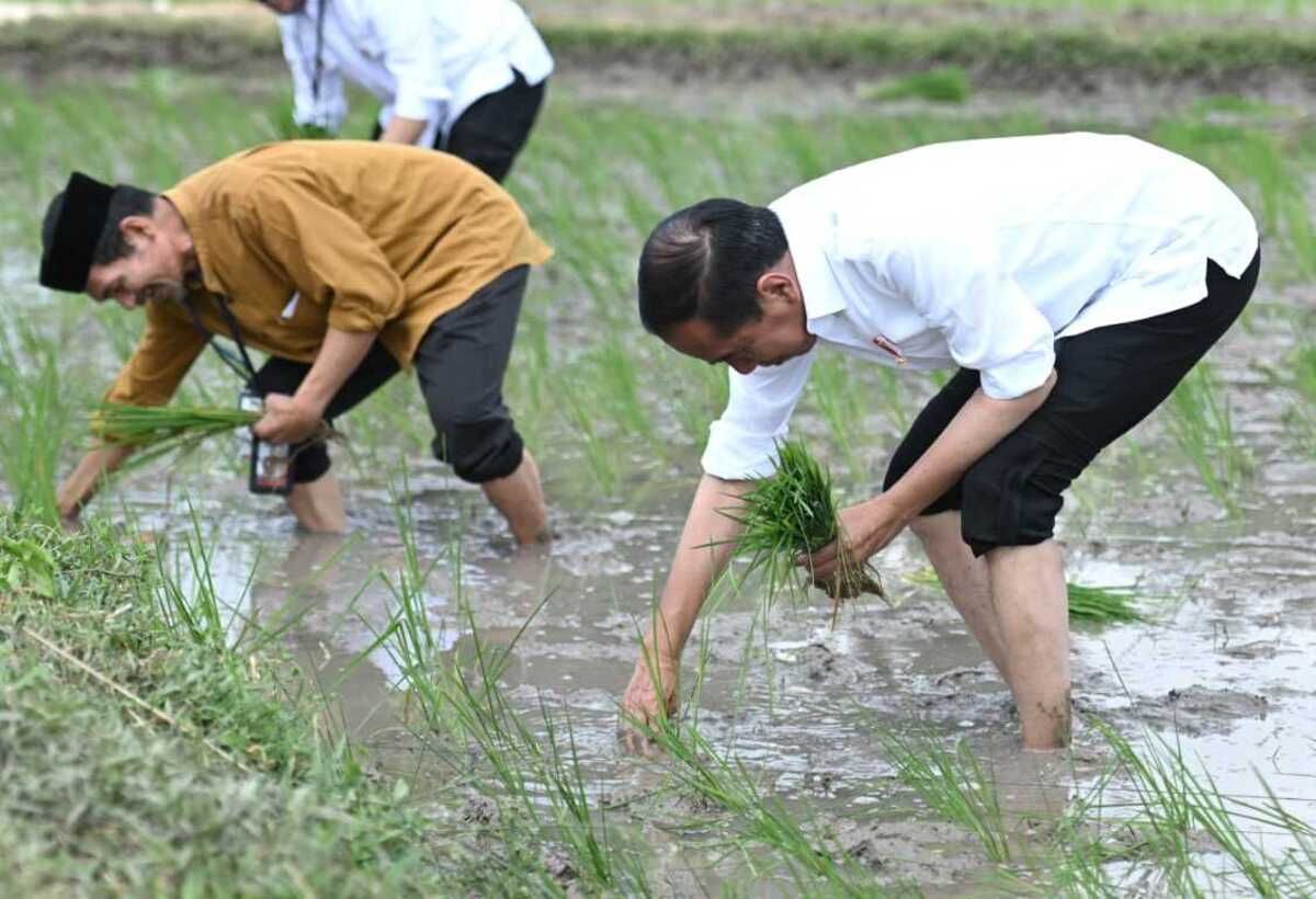 Jokowi Tanam Padi Petani