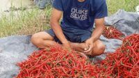 Petani Cabai Batu Bara