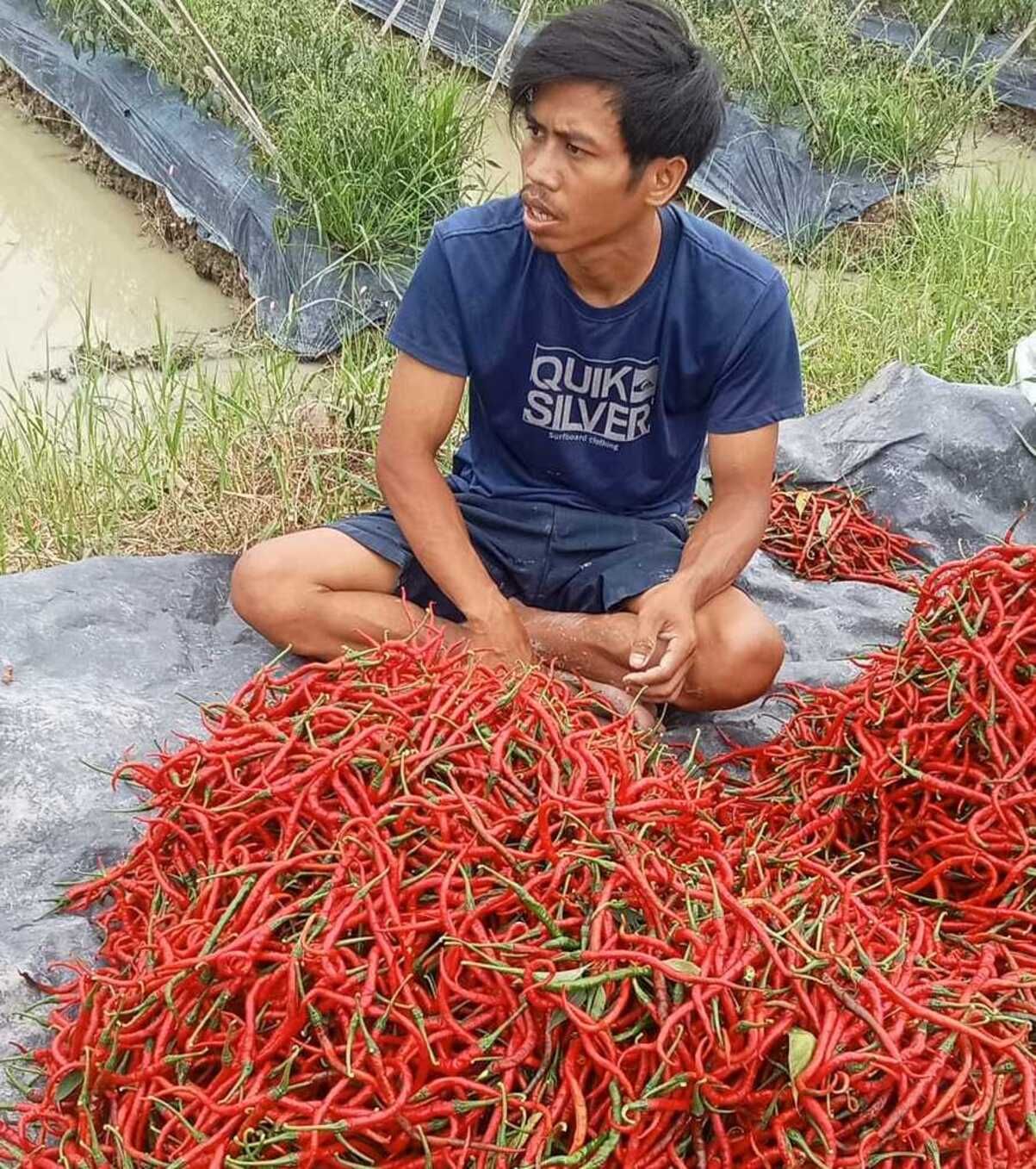 Petani Cabai Batu Bara