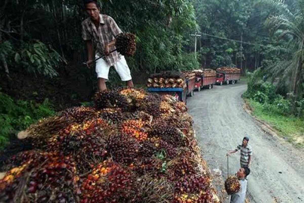 Petani Sawit