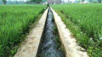 Irigasi Sawah