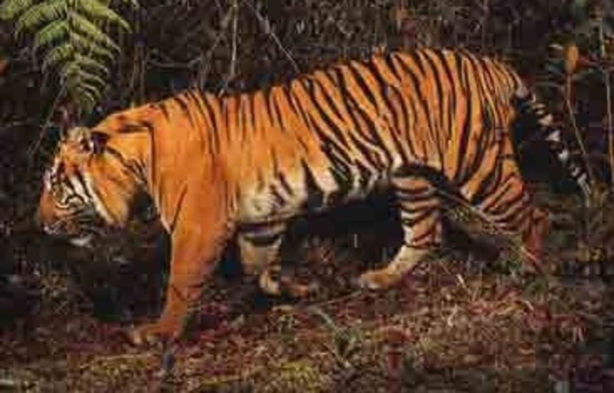 Harimau Sumatera