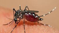Nyamuk Wolbachia