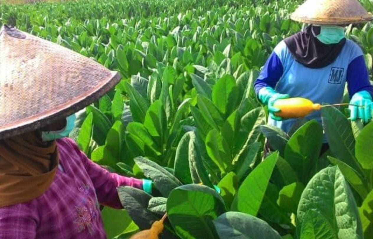 Petani tembakau