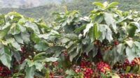 Kebun Kopi Ekspor