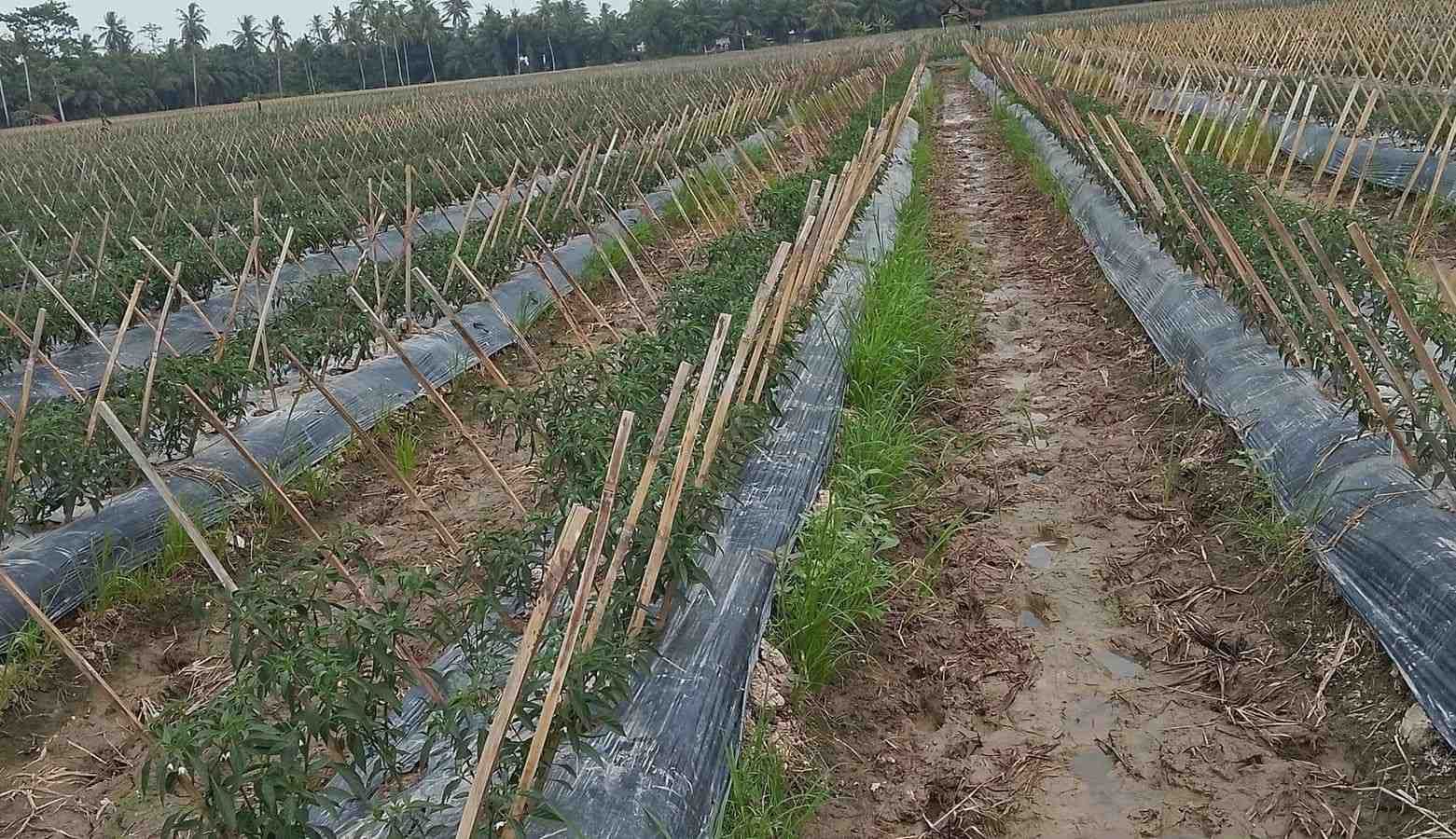 Lahan Cabe Batu Bara