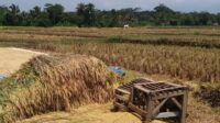 Padi petani