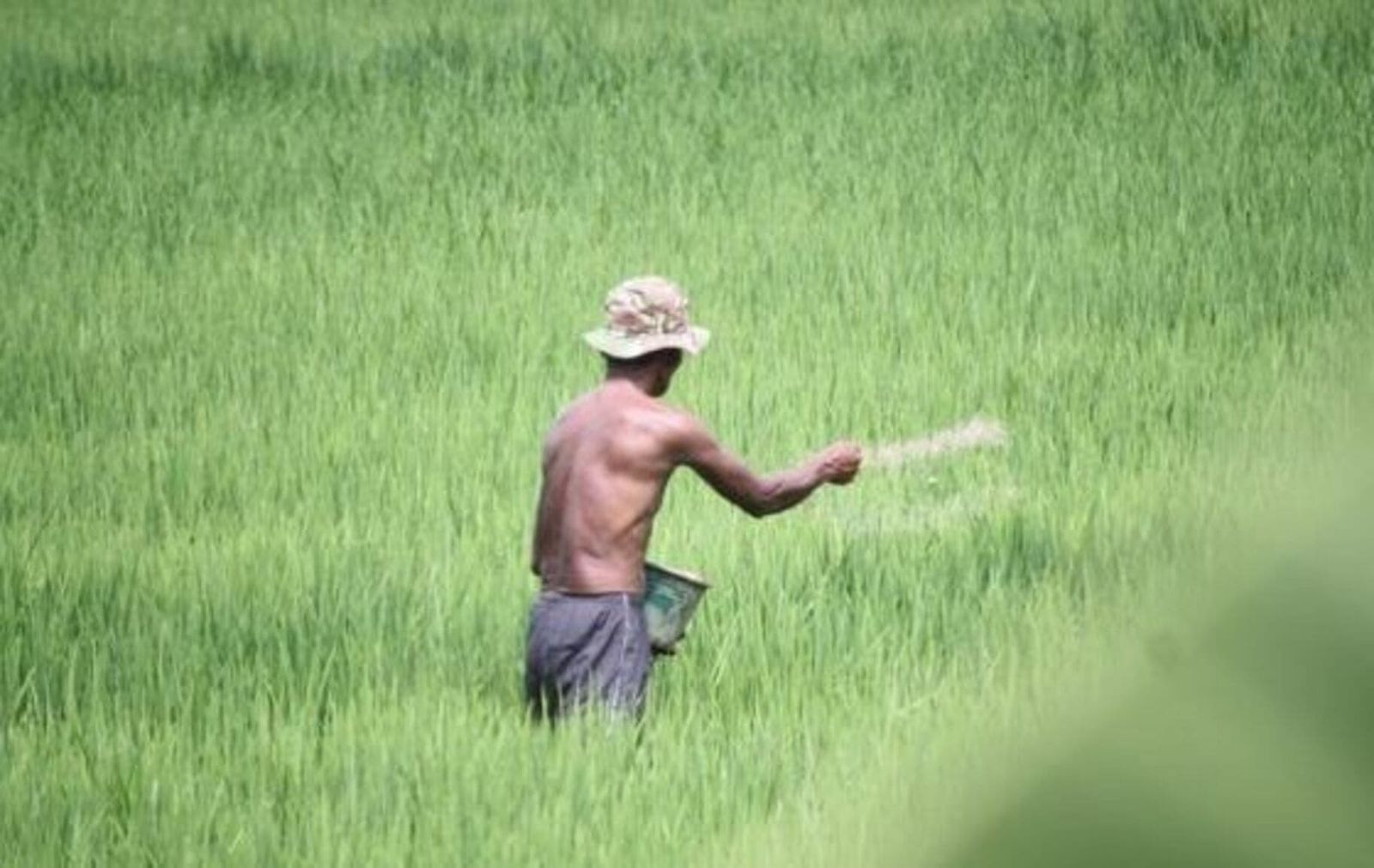 Pupuk Petani