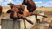 Sapi Australia