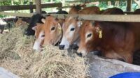 Sapi Kurban