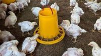 Ayam Boiler