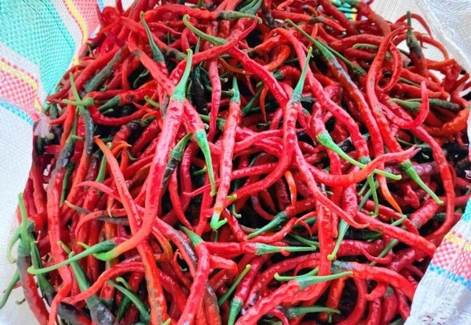 Cabai Cabai Petani