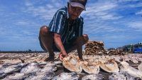 Nelayan Ikan Asin Nelayan Ikan Asin