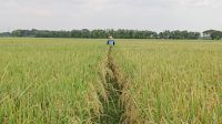 Padi Petani Padi Sawah