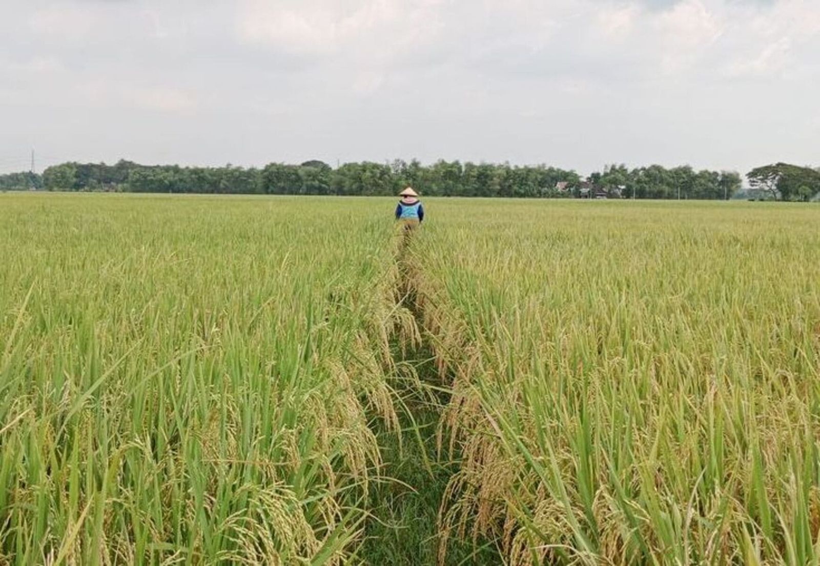 Padi Sawah