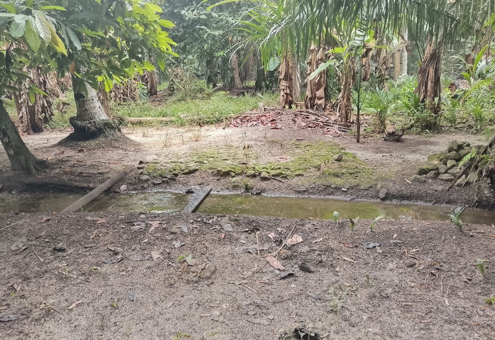 Simpang nangka
