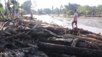 Banjir Tapanuli Gelondongan Kayu pembalakan liar