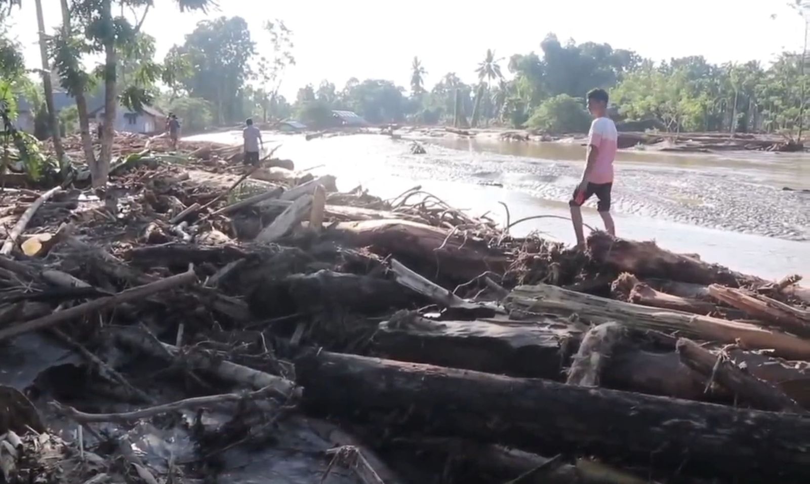 Banjir Tapanuli Gelondongan Kayu Banjir Tapanuli Gelondongan Kayu pembalakan liar