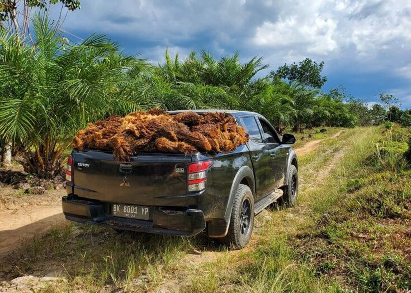 Mobil angkat sawit