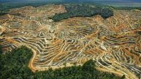 Kerusakan hutan akibat menjadi lahan sawit