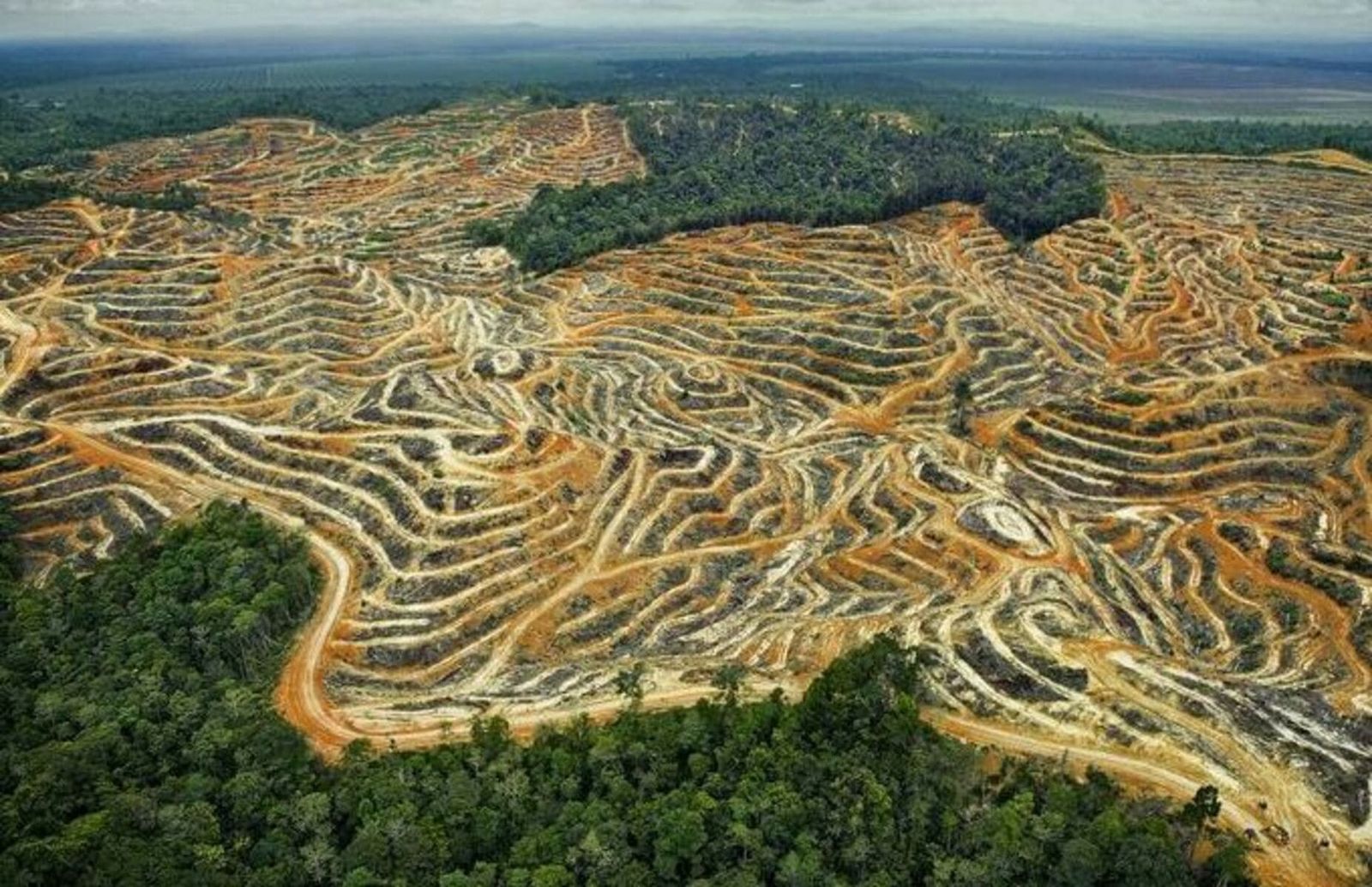 Kerusakan hutan akibat menjadi lahan sawit