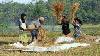 Petani padi panen