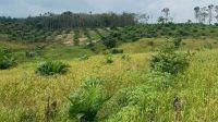 Lahan sawit masyarakat
