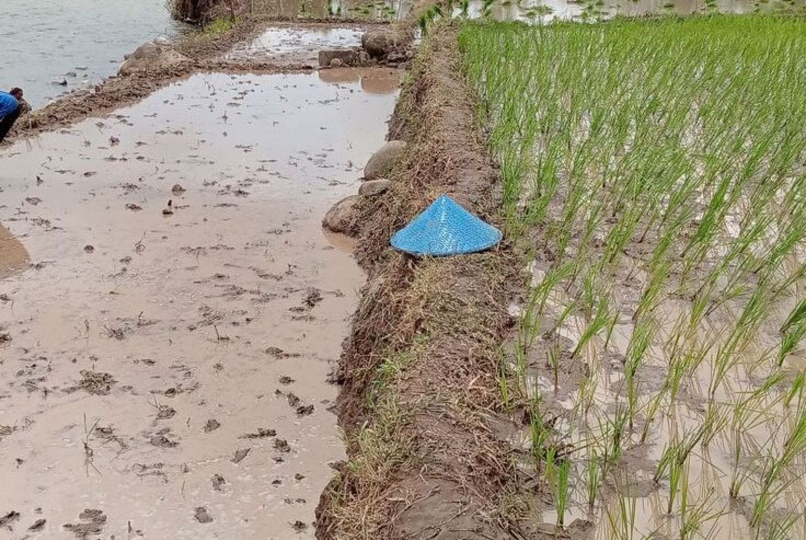 Sawah