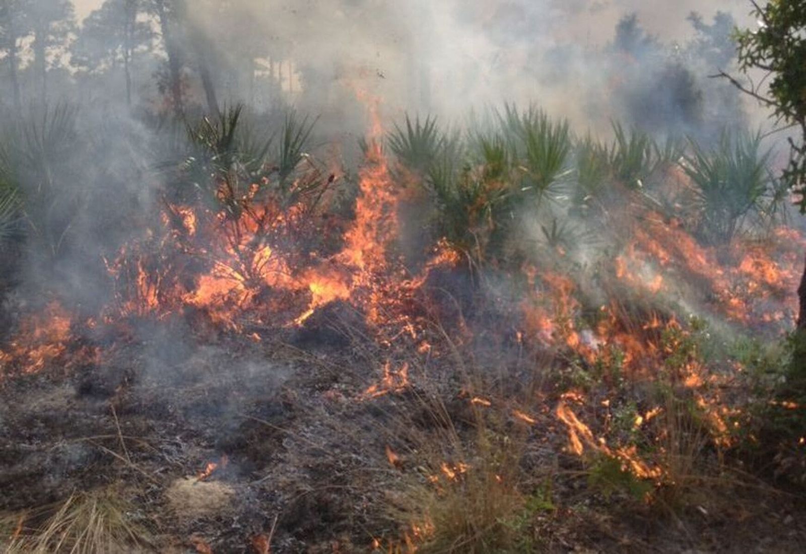 Kebakaran lahan Hutan