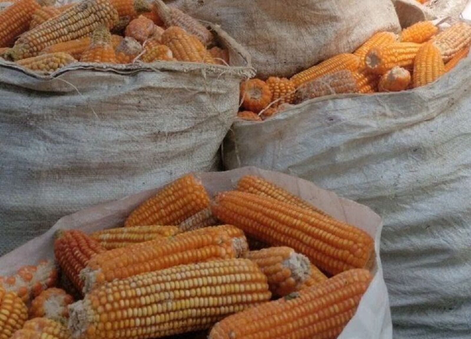 Jagung