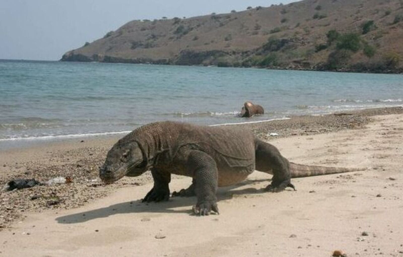 Komodo