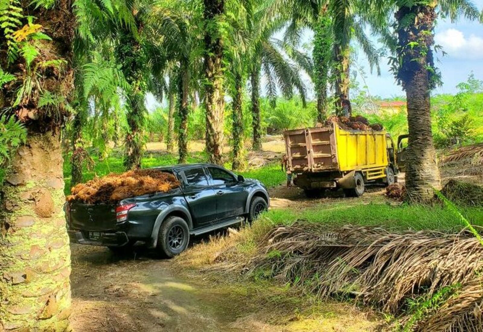 Petani sawit