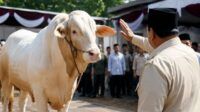 Sapi kurban prabowo