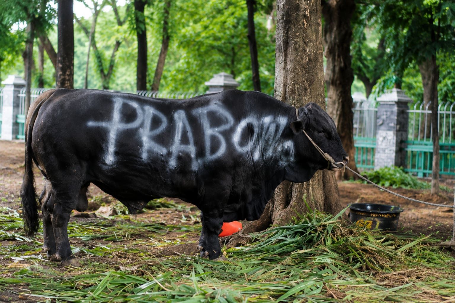 Sapi kurban prabowo uang rakyat