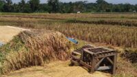 Petani padi korban politik