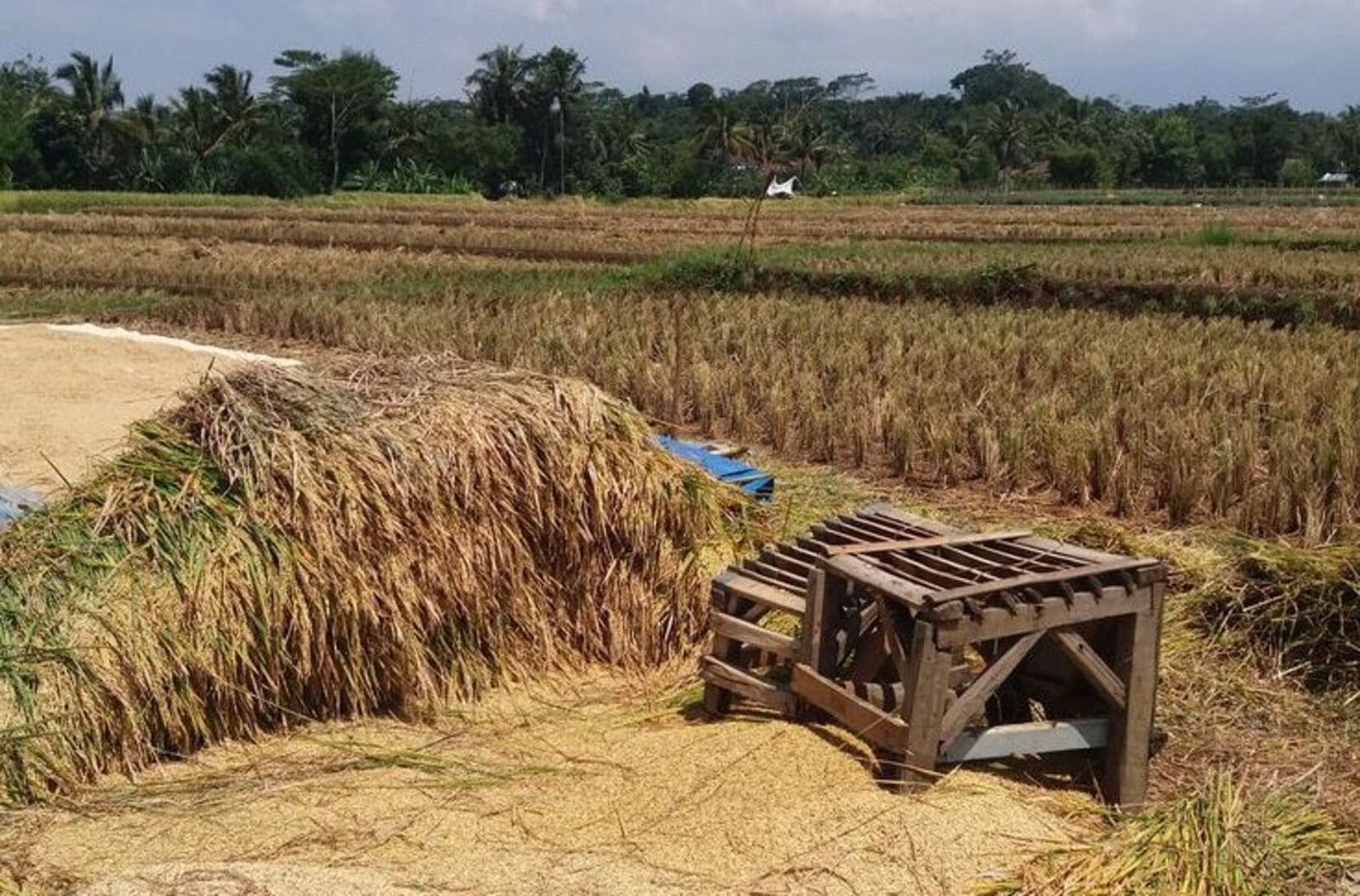 Petani padi korban politik