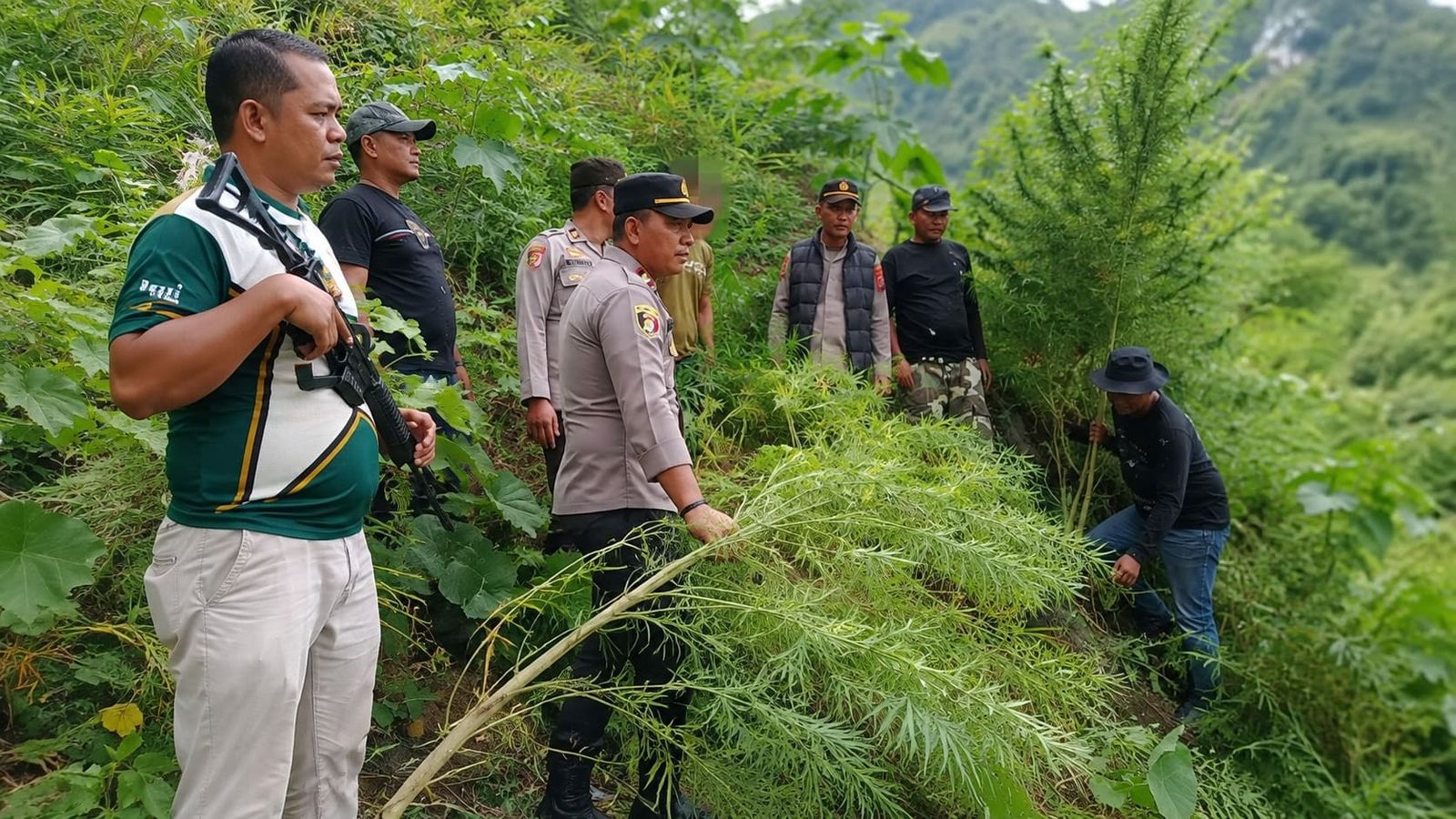 Ladang Ganja Langkat