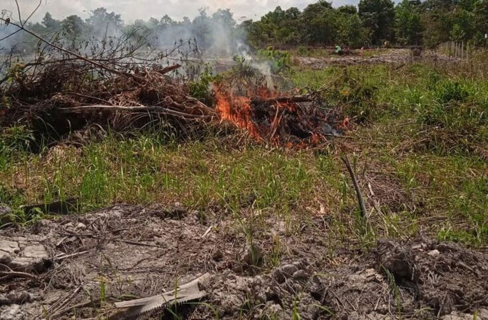Lahan sawit Gambut