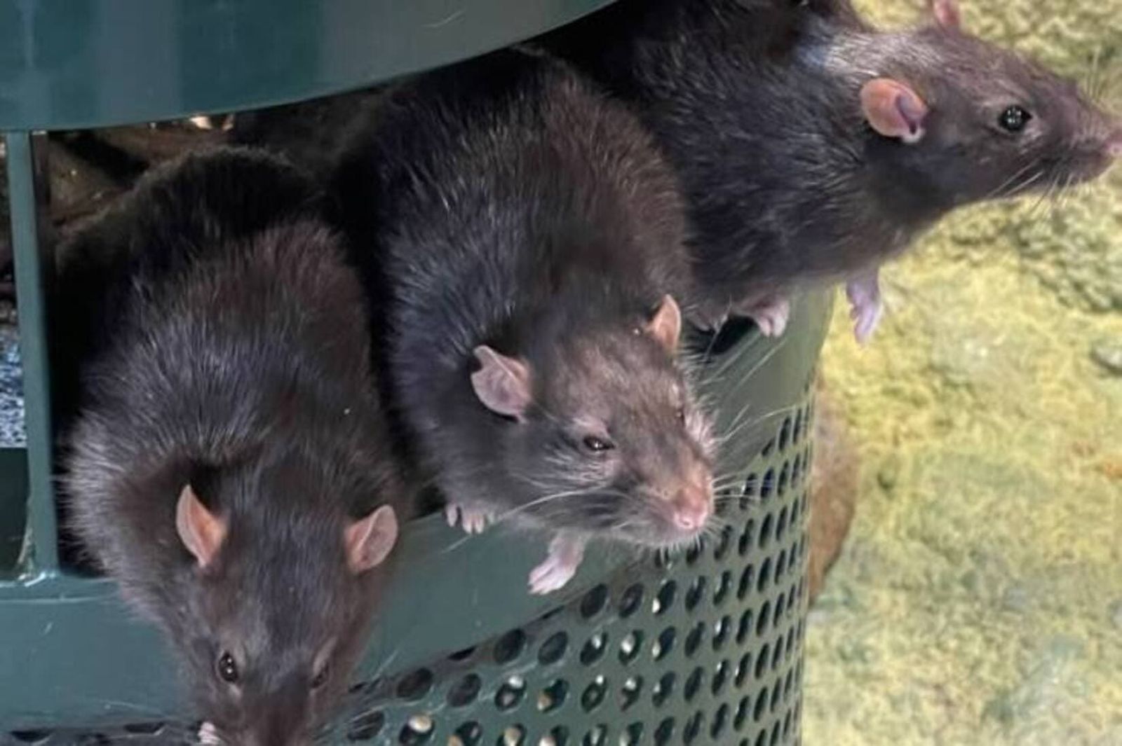 Tikus Pes