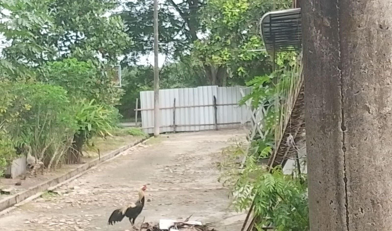 Jalan ditutup lantaran tiang listrik PLN Simpang Nangka Lubuk Cuik