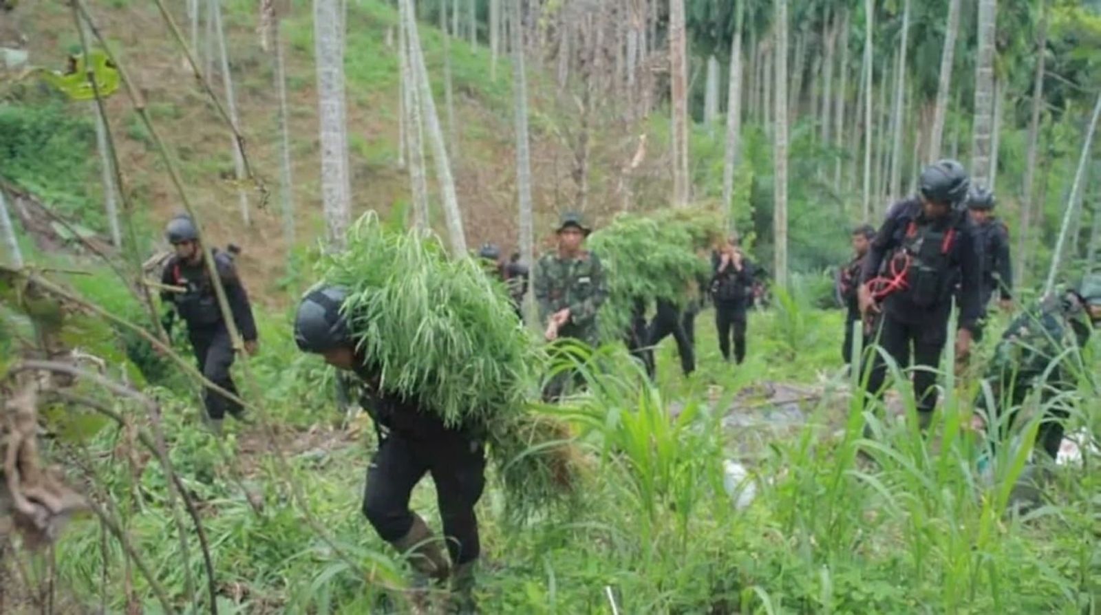 Ladang Ganja Aceh Utara